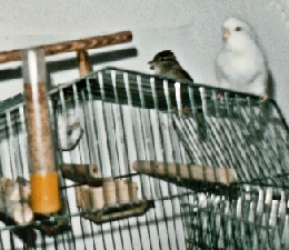 voegel
